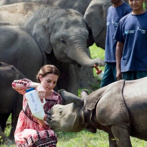 Kate Middleton (en robe Topshop) et le prince William ont eu la chance de participer au nourrissage de deux éléphanteaux et un bébé rhinocéros le 13 avril 2016 dans un centre de sauvegarde et de réhabilitation des animaux sauvages dans le parc Kaziranga, dans l'Etat d'Assam, au 4e jour de leur visite officielle en Inde.