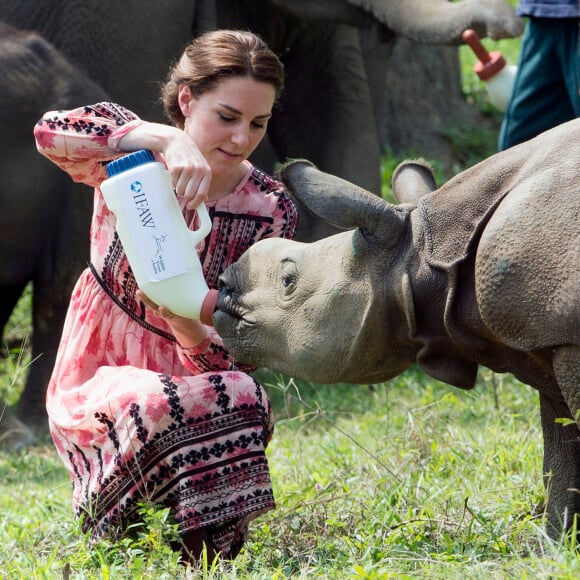 Kate Middleton (en robe Topshop) et le prince William ont eu la chance de participer au nourrissage de deux éléphanteaux et un bébé rhinocéros le 13 avril 2016 dans un centre de sauvegarde et de réhabilitation des animaux sauvages dans le parc Kaziranga, dans l'Etat d'Assam, au 4e jour de leur visite officielle en Inde.