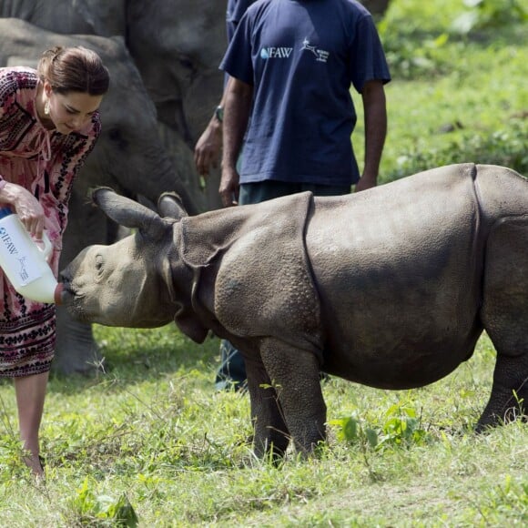 Kate Middleton (en robe Topshop) et le prince William ont eu la chance de participer au nourrissage de deux éléphanteaux et un bébé rhinocéros le 13 avril 2016 dans un centre de sauvegarde et de réhabilitation des animaux sauvages dans le parc Kaziranga, dans l'Etat d'Assam, au 4e jour de leur visite officielle en Inde.