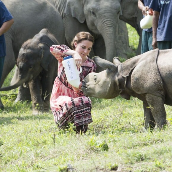 Kate Middleton (en robe Topshop) et le prince William ont eu la chance de participer au nourrissage de deux éléphanteaux et un bébé rhinocéros le 13 avril 2016 dans un centre de sauvegarde et de réhabilitation des animaux sauvages dans le parc Kaziranga, dans l'Etat d'Assam, au 4e jour de leur visite officielle en Inde.