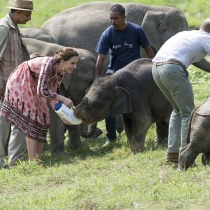 Kate Middleton (en robe Topshop) et le prince William ont eu la chance de participer au nourrissage de deux éléphanteaux et un bébé rhinocéros le 13 avril 2016 dans un centre de sauvegarde et de réhabilitation des animaux sauvages dans le parc Kaziranga, dans l'Etat d'Assam, au 4e jour de leur visite officielle en Inde.