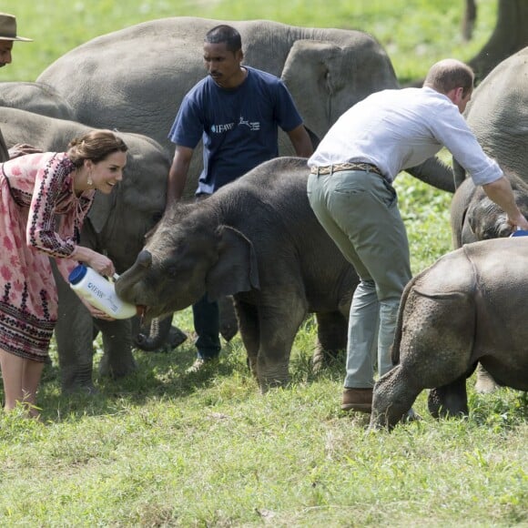 Kate Middleton (en robe Topshop) et le prince William ont eu la chance de participer au nourrissage de deux éléphanteaux et un bébé rhinocéros le 13 avril 2016 dans un centre de sauvegarde et de réhabilitation des animaux sauvages dans le parc Kaziranga, dans l'Etat d'Assam, au 4e jour de leur visite officielle en Inde.