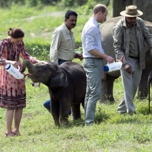 Kate Middleton (en robe Topshop) et le prince William ont eu la chance de participer au nourrissage de deux éléphanteaux et un bébé rhinocéros le 13 avril 2016 dans un centre de sauvegarde et de réhabilitation des animaux sauvages dans le parc Kaziranga, dans l'Etat d'Assam, au 4e jour de leur visite officielle en Inde.