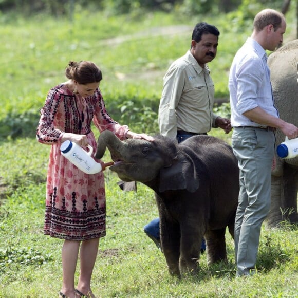 Kate Middleton (en robe Topshop) et le prince William ont eu la chance de participer au nourrissage de deux éléphanteaux et un bébé rhinocéros le 13 avril 2016 dans un centre de sauvegarde et de réhabilitation des animaux sauvages dans le parc Kaziranga, dans l'Etat d'Assam, au 4e jour de leur visite officielle en Inde.