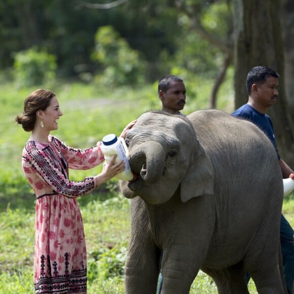 Kate Middleton (en robe Topshop) et le prince William ont eu la chance de participer au nourrissage de deux éléphanteaux et un bébé rhinocéros le 13 avril 2016 dans un centre de sauvegarde et de réhabilitation des animaux sauvages dans le parc Kaziranga, dans l'Etat d'Assam, au 4e jour de leur visite officielle en Inde.