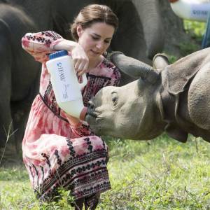 Kate Middleton (en robe Topshop) et le prince William ont eu la chance de participer au nourrissage de deux éléphanteaux et un bébé rhinocéros le 13 avril 2016 dans un centre de sauvegarde et de réhabilitation des animaux sauvages dans le parc Kaziranga, dans l'Etat d'Assam, au 4e jour de leur visite officielle en Inde.