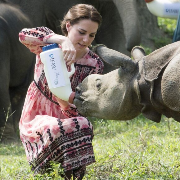 Kate Middleton (en robe Topshop) et le prince William ont eu la chance de participer au nourrissage de deux éléphanteaux et un bébé rhinocéros le 13 avril 2016 dans un centre de sauvegarde et de réhabilitation des animaux sauvages dans le parc Kaziranga, dans l'Etat d'Assam, au 4e jour de leur visite officielle en Inde.