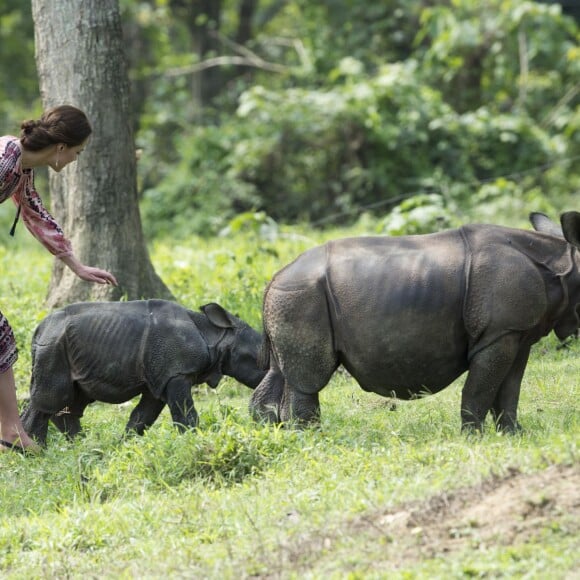 Le prince William, duc de Cambridge, et Kate Catherine Middleton, duchesse de Cambridge, visitent un centre de réhabilitation et de conversation de la faune et de la flore à Kaziranga, à l'occasion de leur voyage en Inde. Ils ont ainsi pu donner le biberon à des bébés rhinocéros. Le 13 avril 2016  The Duchess of Cambridge pets a baby rhino during a visit to the Centre for Wildlife Rehabilitation and Conservation in Kaziranga, India, on day four of the Royal tour to India and Bhutan.13/04/2016 - Kaziranga