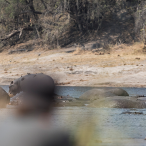 Laure Manaudou et Mike Horn dans À l'état sauvage (M6). Il sont partis dans la bande de Caprivi, en plein coeur de l'Afrique, dans la région du Zambeze entre la Namibie, le Botswana, la Zambie et l'Angola. 2017.