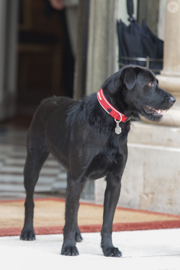 Le couple présidentiel a adopté le chien Nemo, ici sur le perron du palais de l'Elysée le 28 août 2017. © Pierre Perusseau / Bestimage