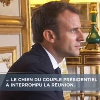 Emmanuel Macron : Son chien Nemo urine en pleine réunion à l'Elysée