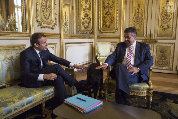 Le président Emmanuel Macron et le chien Nemo lors d'un entretien avec Sigmar Gabriel, le vice chancelier allemand au palais de l'Elysée à Paris le 30 août 2017. © Romain Beurrier / Pool / Bestimage