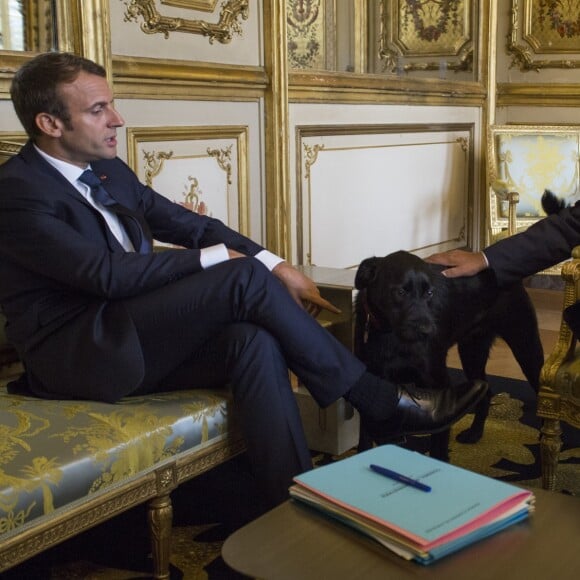 Le président Emmanuel Macron et le chien Nemo lors d'un entretien avec Sigmar Gabriel, le vice chancelier allemand au palais de l'Elysée à Paris le 30 août 2017. © Romain Beurrier / Pool / Bestimage