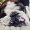 Bernie, le bulldog de Florence Foresti, sur Twitter le 25 août 2016.