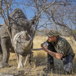 Prince Harry en train de soigner un rinhocéros au Botswana en septembre 2016 avec des membres de la Rhino Conservation Botswana (RCB). La Rhino Conservation Botswana (RCB) a annoncé que le prince Harry avait accepter d'être le nouveau patron de l'oeuvre caritative.