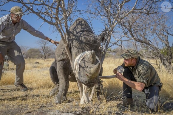 Prince Harry en train de soigner un rinhocéros au Botswana en septembre 2016 avec des membres de la Rhino Conservation Botswana (RCB). La Rhino Conservation Botswana (RCB) a annoncé que le prince Harry avait accepter d'être le nouveau patron de l'oeuvre caritative.