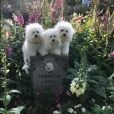 Barbra Streisand et ses chiens sur Instagram.