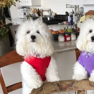 Barbra Streisand et ses chiens sur Instagram.