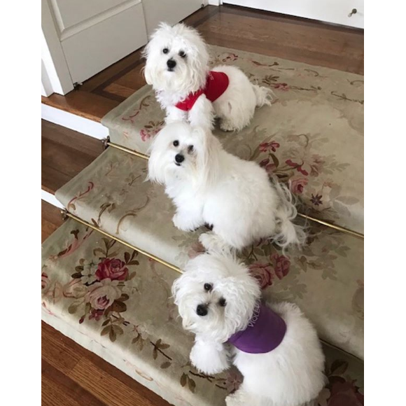 Barbra Streisand et ses chiens sur Instagram.
