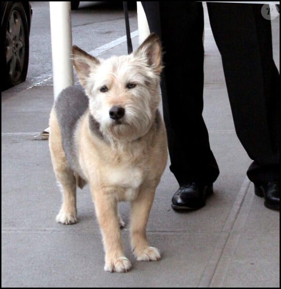 Norman, le fidèle compagnon de Jennifer Anniston est décédé le 16 mai 2011.