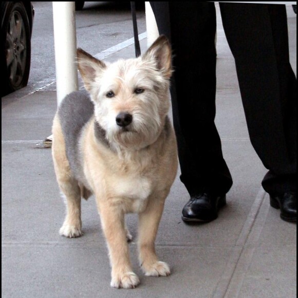 Norman, le fidèle compagnon de Jennifer Anniston est décédé le 16 mai 2011.