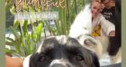 Laeticia Haliday en conversation vidéo avec son chien.