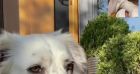 Laeticia Haliday en conversation vidéo avec son chien.