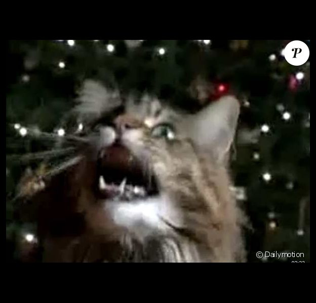 Regardez Ce Chat Chanter Douce Nuit Sainte Nuit C Est Etonnant Purepeople Regardez Ce Chat Chanter Douce Nuit Sainte Nuit C Est Etonnant Purepeople