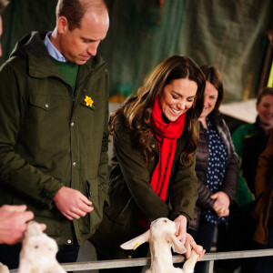 Le prince William, duc de Cambridge, et Catherine (Kate) Middleton, duchesse de Cambridge, lors d'une visite d'une ferme caprine à Pant Farm au Pays de Galles, Royaume Uni
