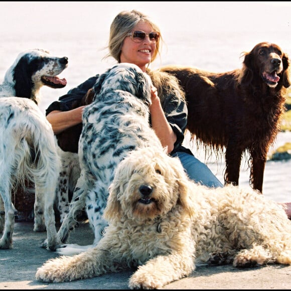 Brigitte Bardot et ses chiens à Saint-Tropez