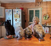 Exclusif - No web - Mylène Demongeot a fêté ses 87 ans le 29 septembre 2022 chez elle à Chatelain entourée de ses 12 chats et de ses amis du Refuge de l’Arche et de ses amies intimes. 29/09/2022  