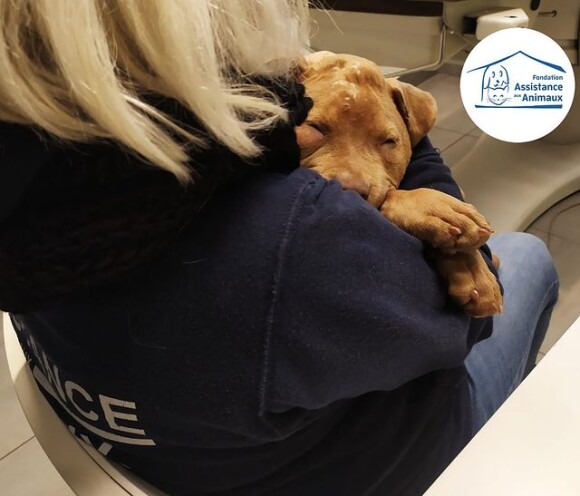 Hope la chienne rescapée sur l'instagram de l'association Fondation Assistance Animaux le 27 novembre 2022.