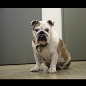 La maman de Laszlo et de Marlowe a annoncé la mort de son chien Gus sur Instagram. 
Gus, le chien de Lou Doillon. 