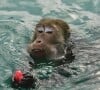 On la découvre ensuite en bikini dans une eau cristalline mais aussi accompagnée de petits chimpanzés qui semblent l'avoir adoptée.
Elodie Fontan, Instagram