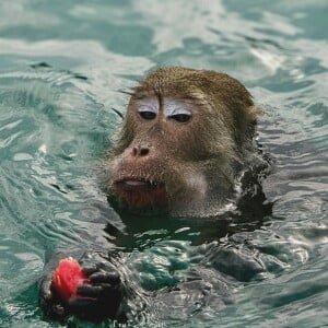 On la découvre ensuite en bikini dans une eau cristalline mais aussi accompagnée de petits chimpanzés qui semblent l'avoir adoptée.
Elodie Fontan, Instagram