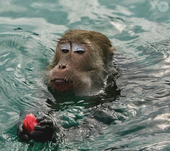 On la découvre ensuite en bikini dans une eau cristalline mais aussi accompagnée de petits chimpanzés qui semblent l'avoir adoptée.
Elodie Fontan, Instagram