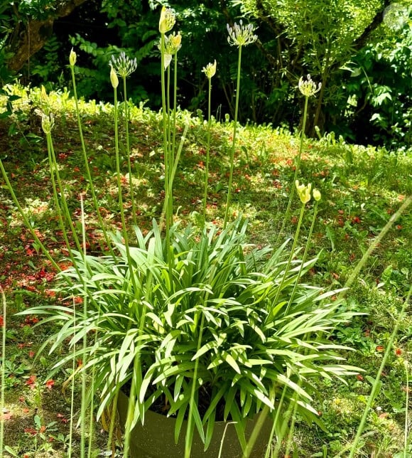 Elle privilégie le blanc pour sa déco
Mercotte dévoile des images de son jardin