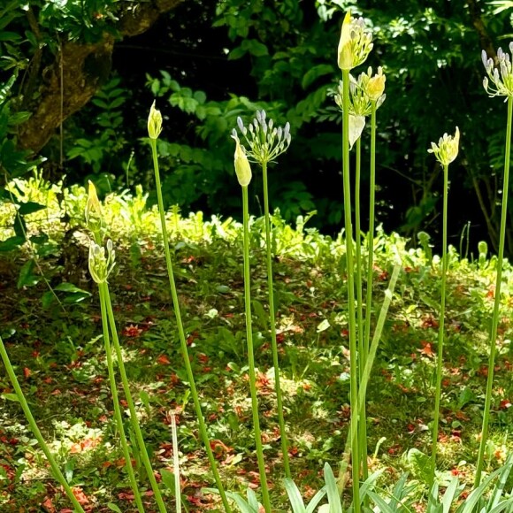 Elle privilégie le blanc pour sa déco
Mercotte dévoile des images de son jardin