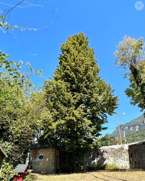 Mercotte dévoile le tilleul qui se trouve dans son jardin