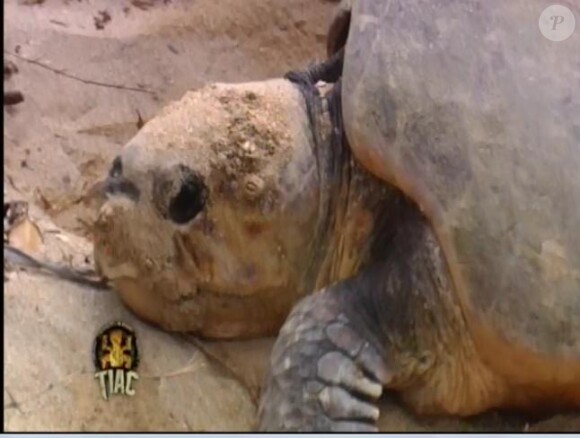La tortue à grosse tête vient de pondre (épisode 3 de Koh Lanta / 9 avril 2010)