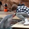 Justin Bieber, star des ados, se rend au parc aquatique Atlantis  Paradise Island avec des amis, et partage un moment privilégié avec des  dauphins et une otarie, il y a quelques jours, aux Bahamas.