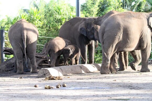 Justin Bieber se rend au zoo de Sydney (Australie), en marge de son épuisant tour du monde pour promouvoir son premier album, My World 2.0 (sorti en France sous le titre My Worlds).
