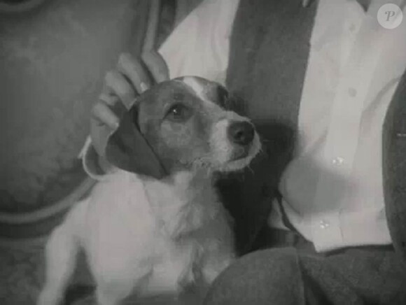 L'adorable Huggy remporte la Palme Dog pour son rôle dans The Artist, en salles le 19 octobre 2011.
