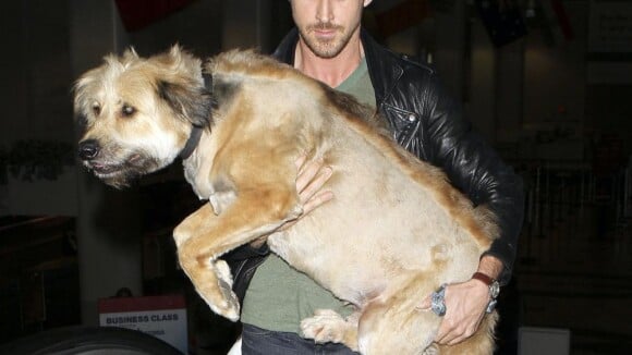 Ryan Gosling : Jamais sans son chien... et son adorable assistante