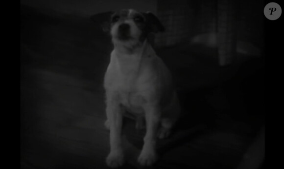 Uggie, le chien de The Artist, dans la série Bref.