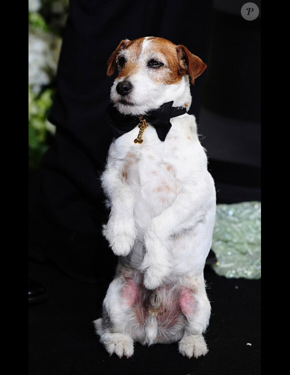 Uggie lors de la 84ème cérémonie des Oscars