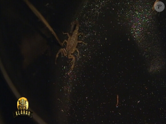 Freddy, blessé par un scorpion, dans Koh Lanta : La Revanche des Héros le vendredi 13 avril 2012 sur TF1