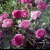 Image du spot Piaget Rose Collection, mis en scène avec la reprise de La Vie en Rose par Melody Gardot