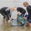 La princesse Laurentien des Pays-Bas procédait le 9 mai 2012 au lâcher de trois esturgeons dans la Nouvelle Meuse, à Rotterdam, dans le cadre de la campagne de la WWF de réintroduction de l'espèce, disparue depuis 1953, dans les cours d'eau aux Pays-Bas.