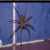 Une araignée dans Pékin Express 2012, mercredi 20 juin 2012 sur M6